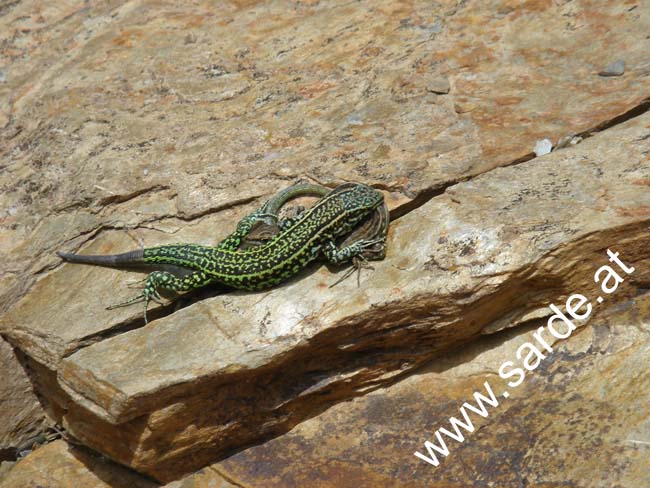 028_Lacerta_Sardiniensis_Koitus69_Fine