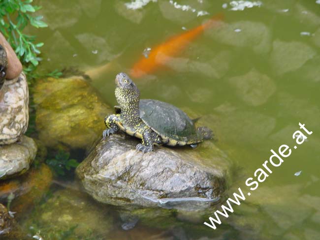 097_San Vito_Schildkroete im Brunnen