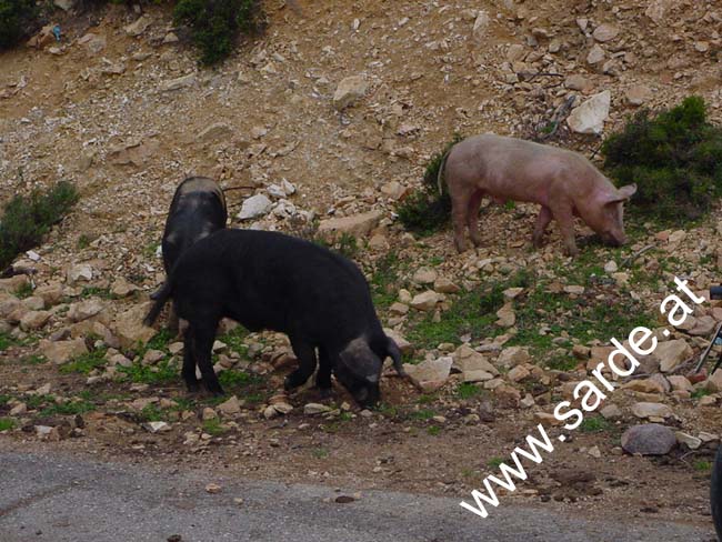 144_freilaufende Schweine