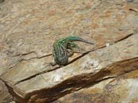 027_Lacerta_Sardiniensis_Koitus69