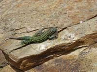 028_Lacerta_Sardiniensis_Koitus69_Fine