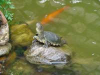 097_San Vito_Schildkroete im Brunnen