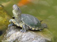 099_San Vito_Schildkroete im Brunnen