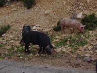 144_freilaufende Schweine